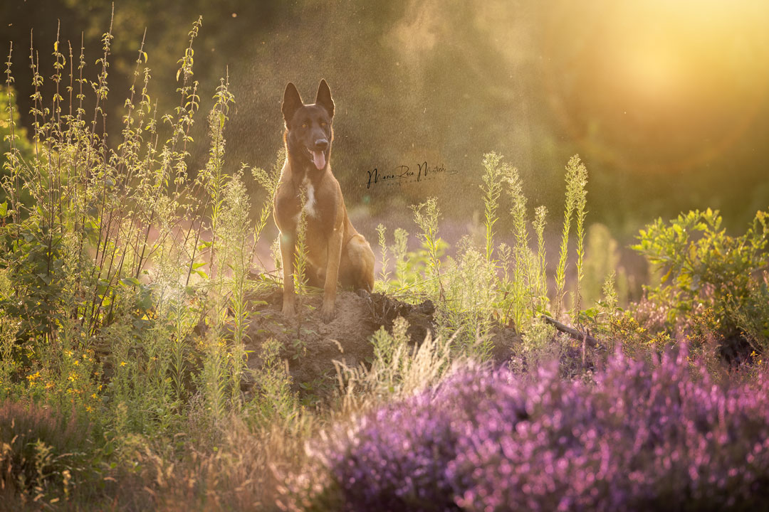 Impressionen Hunde