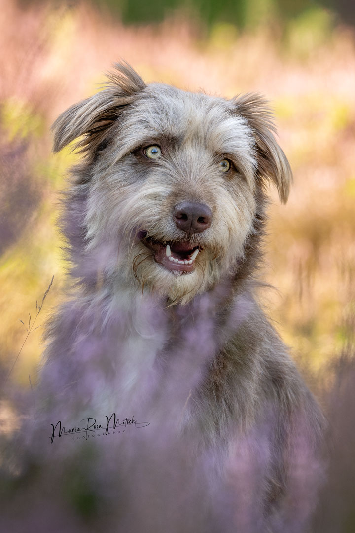 Impressionen Hunde