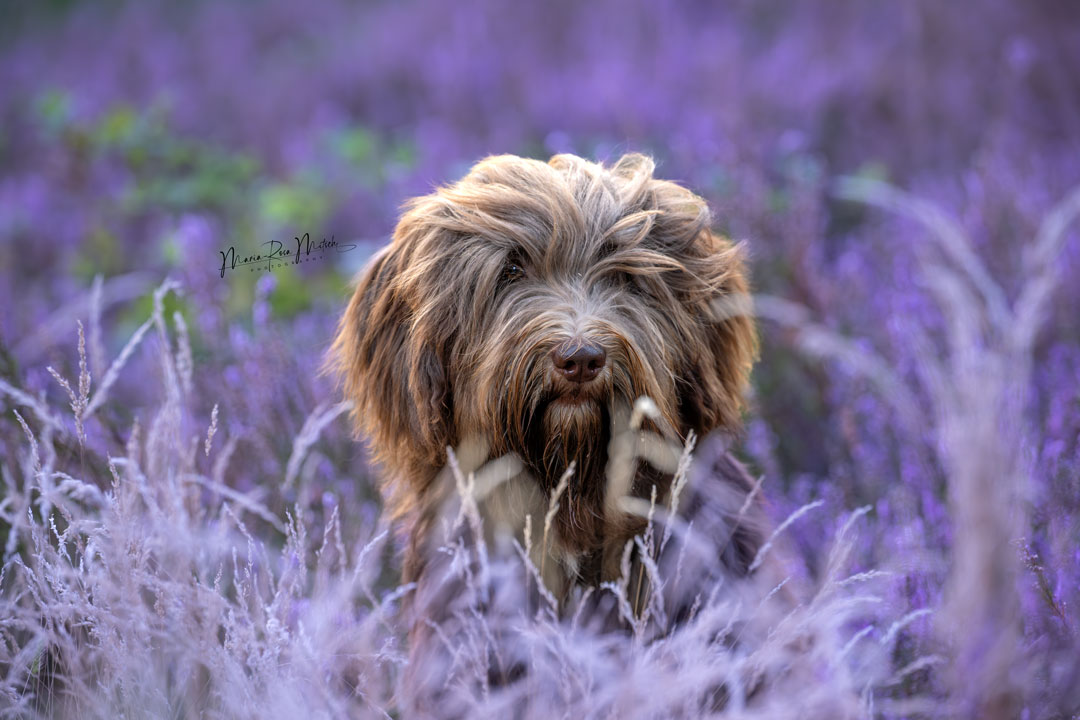 Impressionen Hunde