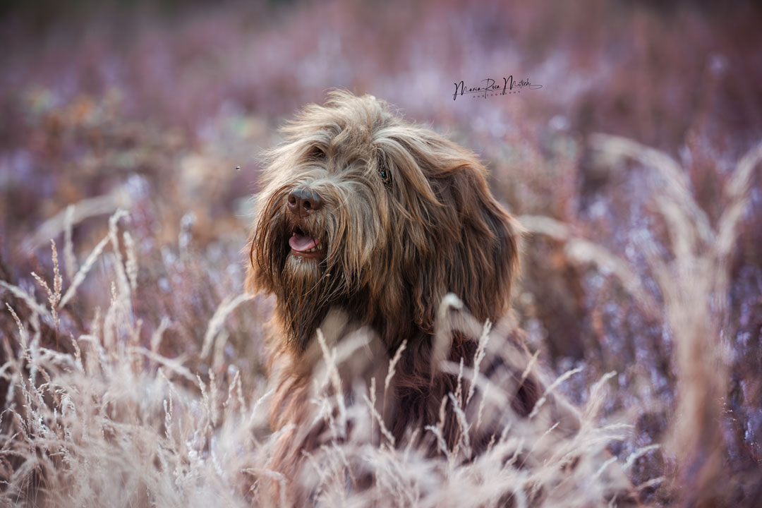 Impressionen Hunde