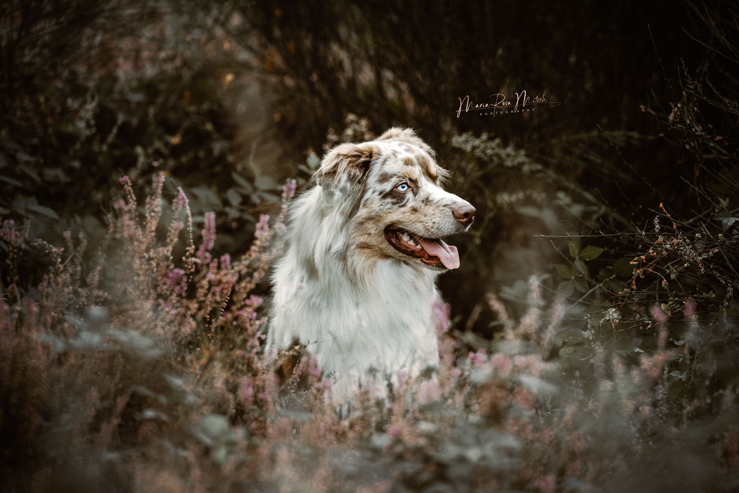 Impressionen Hunde