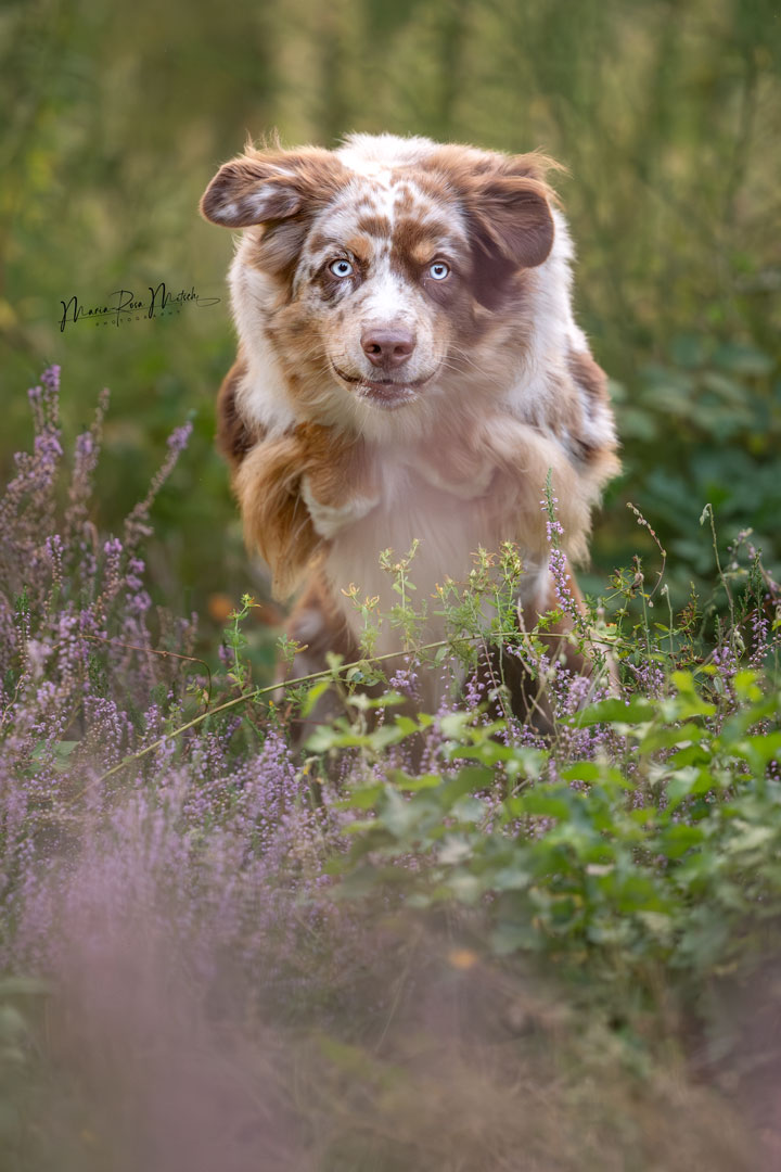 Impressionen Hunde