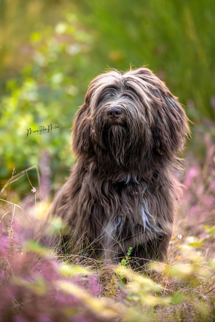 Impressionen Hunde