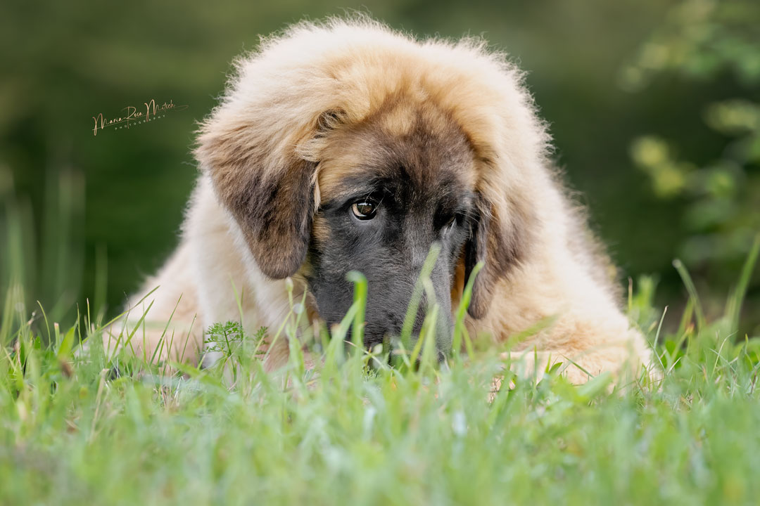 Impressionen Hunde