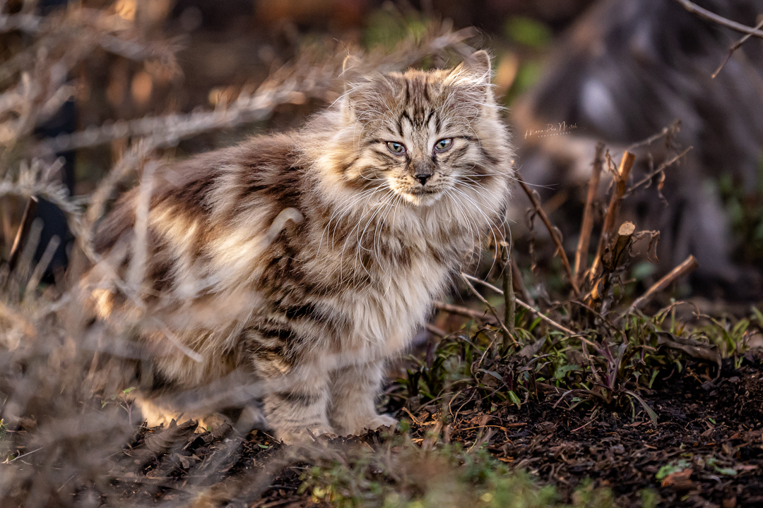 Impressionen Katzen