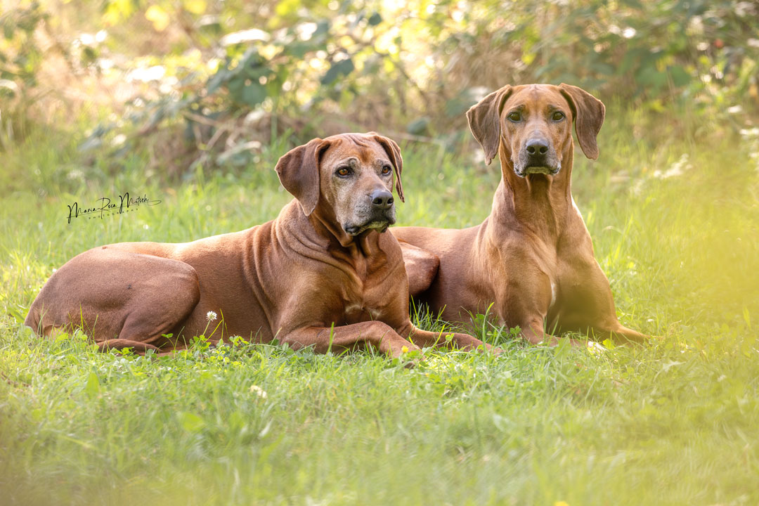 Impressionen Hunde