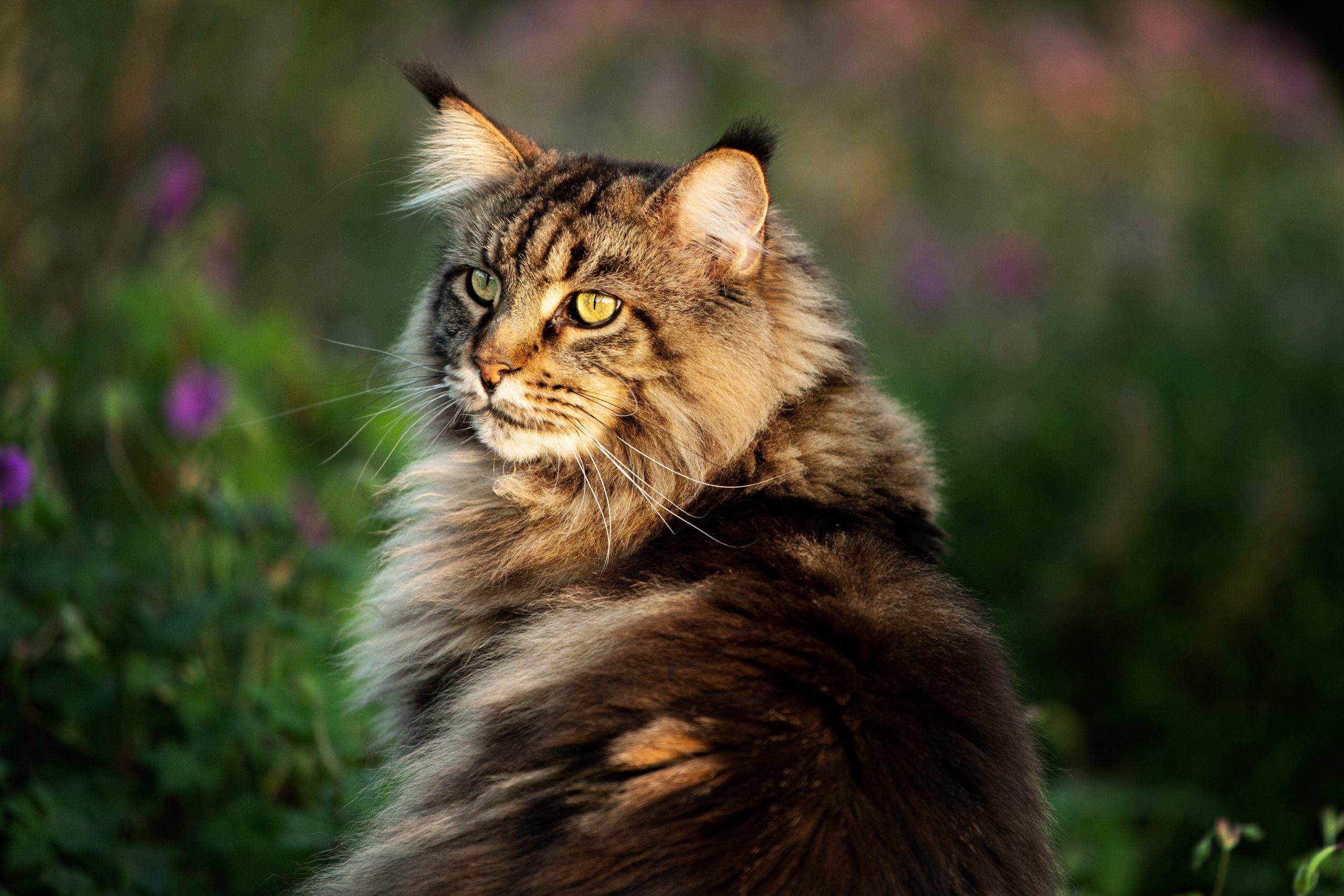 Impressionen Katzen