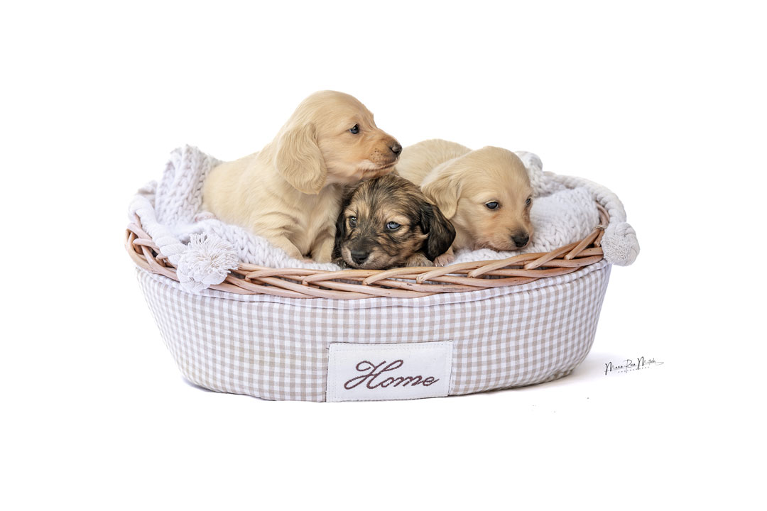 Impressionen Hunde