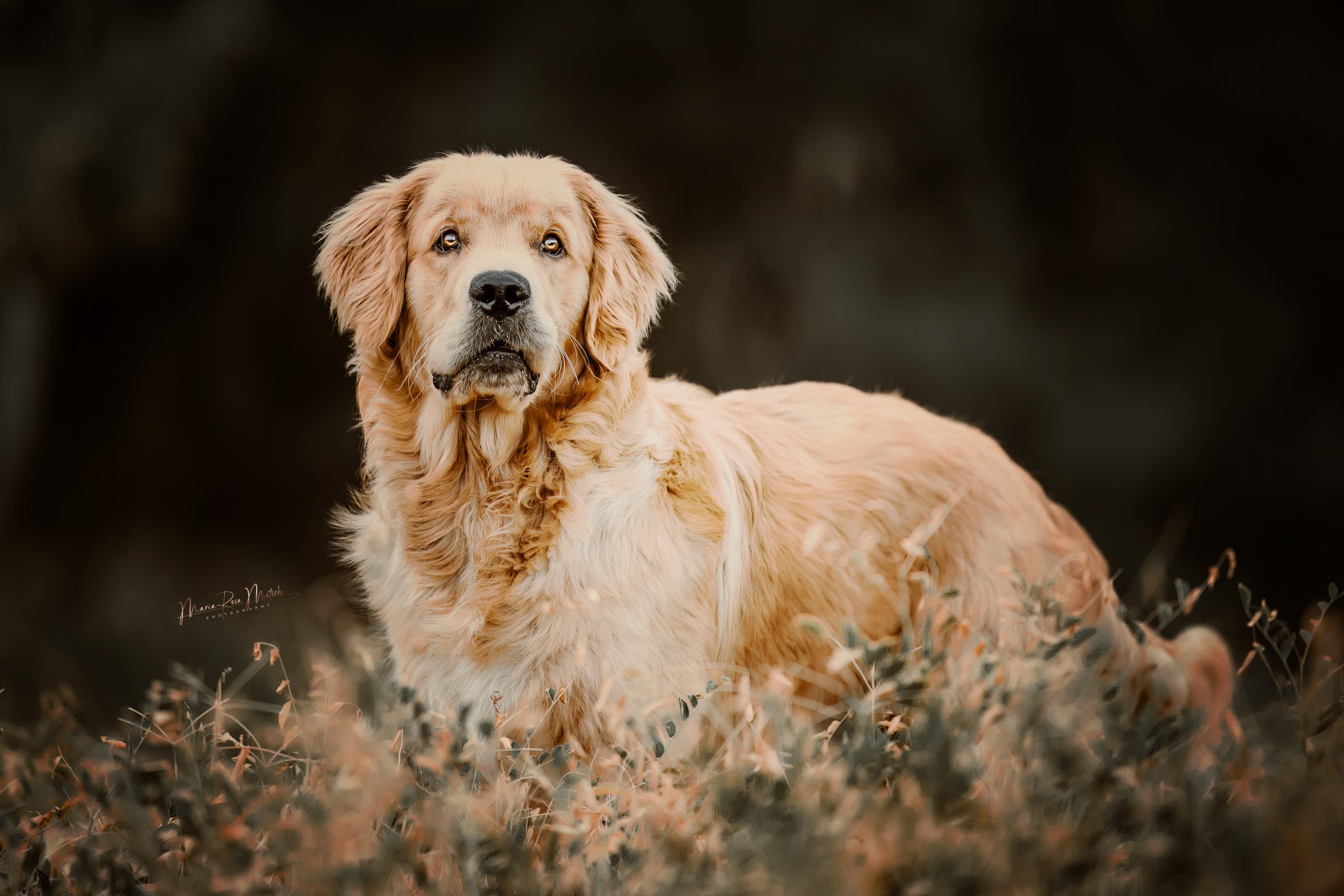 Impressionen Hunde