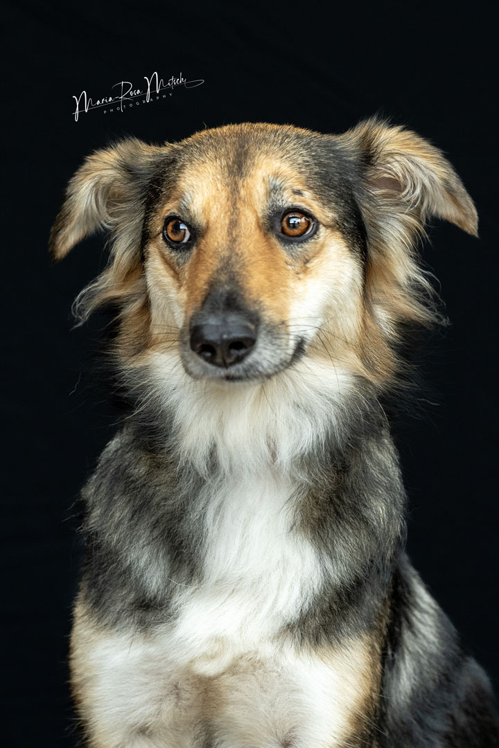 Impressionen Hunde