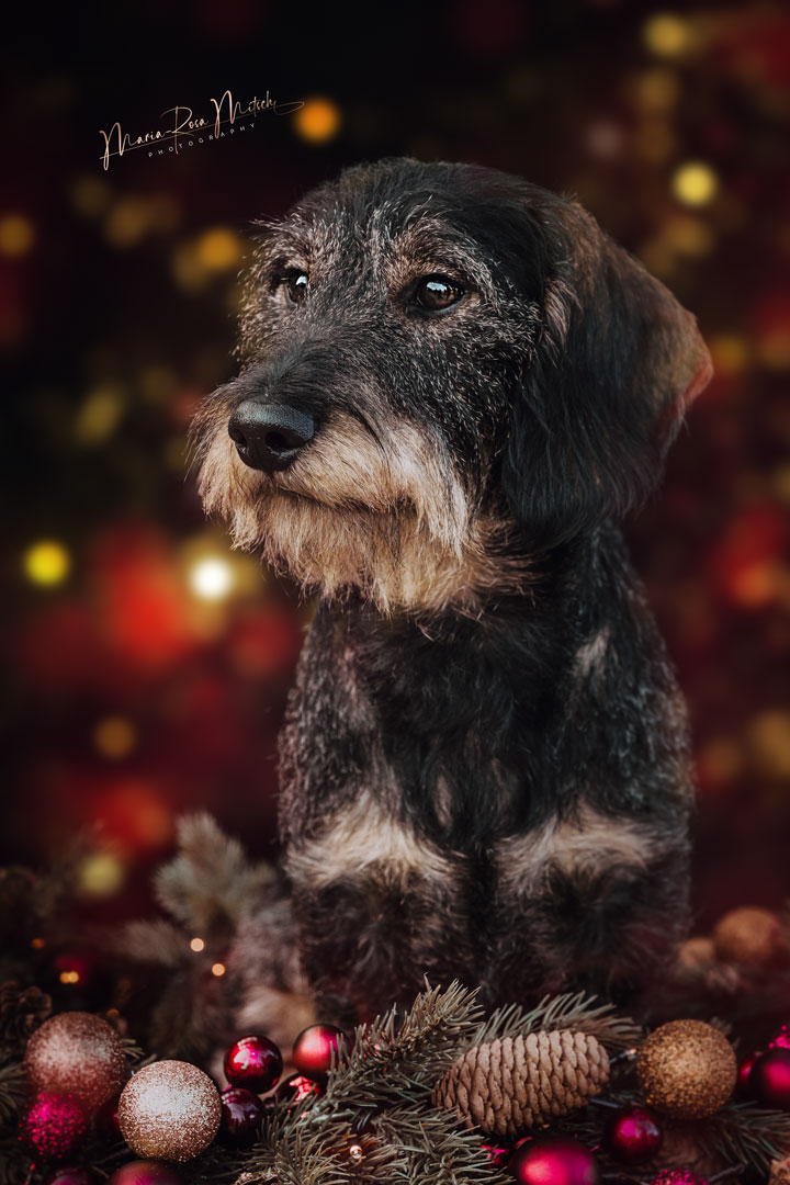Impressionen Hunde