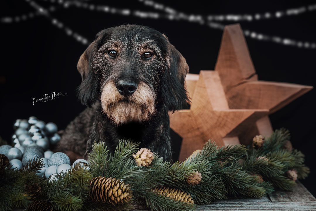 Impressionen Hunde