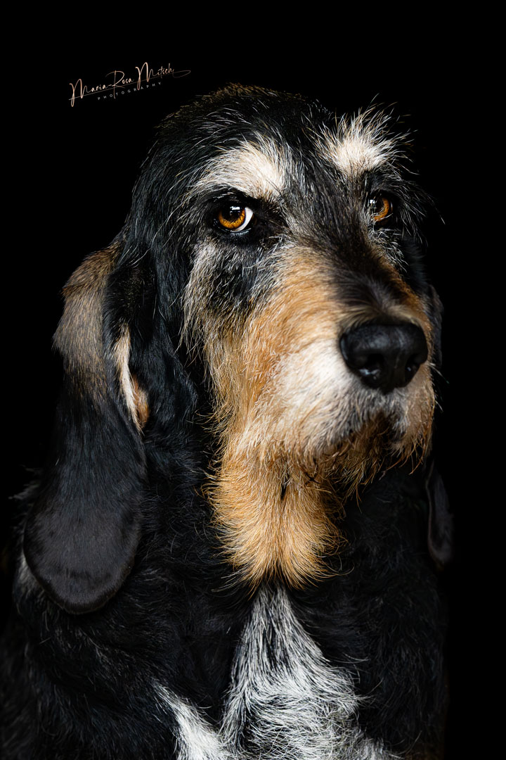 Impressionen Hunde