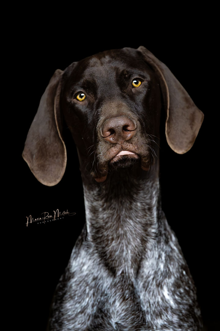 Impressionen Hunde